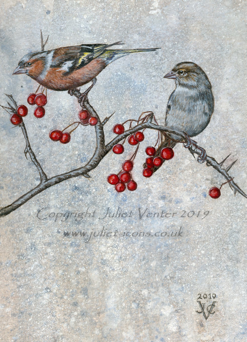 Two on the hawthorn chaffinch Juliet Venter 2020